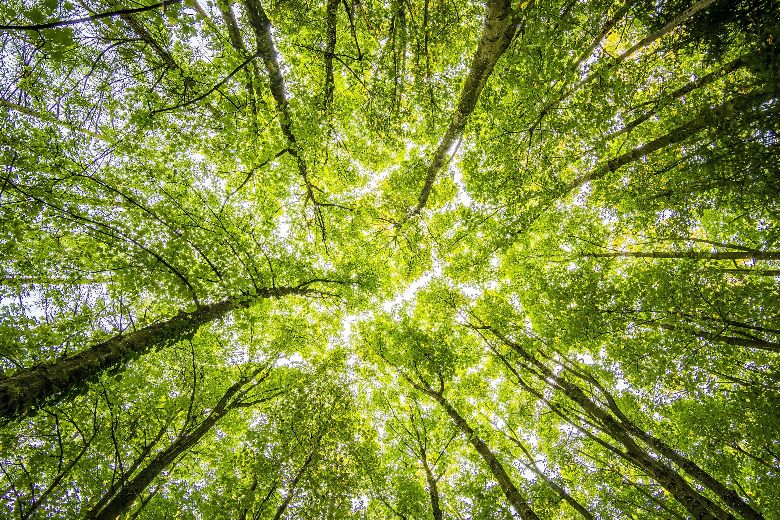 Photo looking up at a canopy of tree leaves, the sun's rays are visible between the leaves.