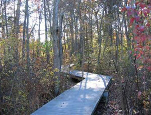 a photo of a boardwalk in a nature sanctuary