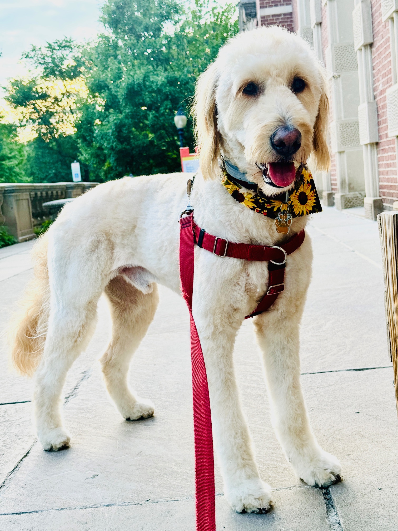 a medium-sized white dog with curly fur looking happy outside of the BV library